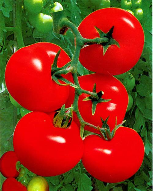 > 供应莎蔓莉莎(抗ty病毒)大红果—番茄种子