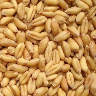 16年农村自家种植新小麦苗榨汁猫草种子9斤装包邮五谷杂粮农产品